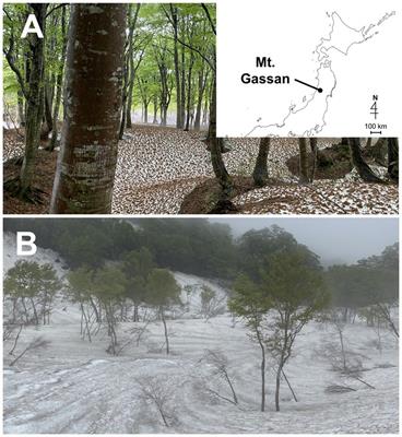 Novel parasitic chytrids infecting snow algae in an alpine snow ecosystem in Japan